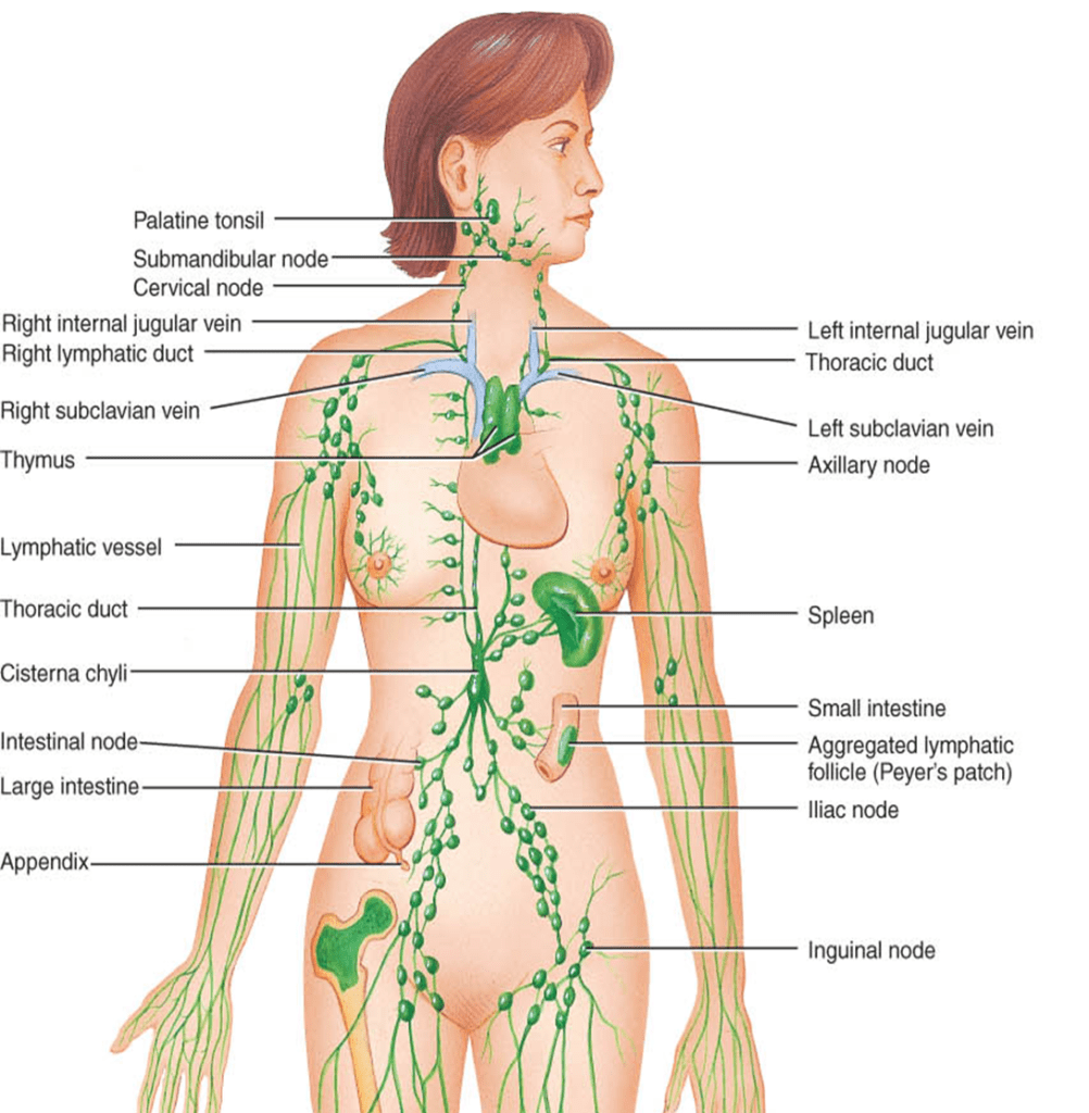 lymphatic-system